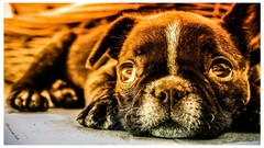 Animals Puppies Dogs Dreamer