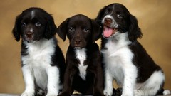 Animals Puppies Dogs english springer spaniel