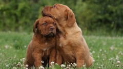 Animals Puppies Dogs french mastiff