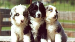 Animals Puppies Dogs friendship pets australian shepherds