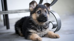 Animals Puppies Dogs German shepherd pets
