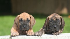 Animals Puppies Dogs great dane