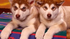Animals Puppies Dogs Huskies