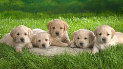 Animals Puppies Dogs labrador retriever