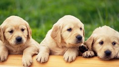 Animals Puppies Dogs Labradors pets labrador retriever