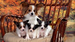 Animals Puppies Dogs Papillon