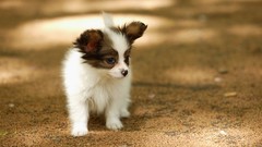 Animals Puppies Dogs Papillon