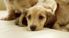 Animals Puppies Dogs pets golden retriever