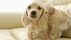 Animals Puppies Dogs pets golden retriever
