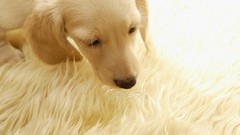 Animals Puppies Dogs pets golden retriever