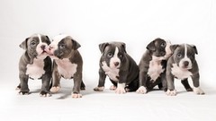Animals Puppies Dogs pit bull