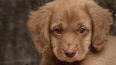 Animals Puppies Dogs retriever