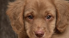 Animals Puppies Dogs retriever Nova Scotia