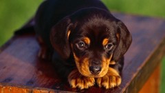 Animals Puppies Dogs rottweiler