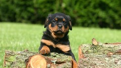 Animals Puppies Dogs rottweiler pets