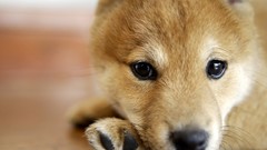 Animals Puppies Dogs Shiba Inu