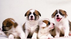 Animals Puppies Dogs welsh corgi corgi