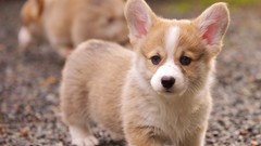 Animals Puppies Dogs welsh corgi corgi