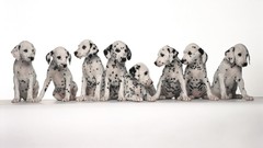 Animals Puppies Dogs white background Dalmatians