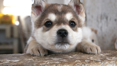 Animals Puppies husky