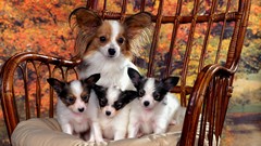Animals Puppies Papillon