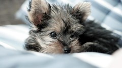 Animals Puppies yorkshire terrier pets