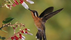 Animals purple costa rica gem