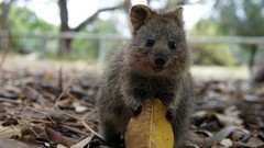 Animals quokka