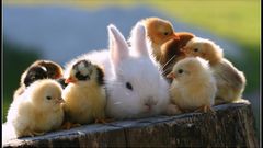 Animals rabbits baby birds