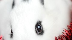 Animals rabbits Bunnies christmas decorations