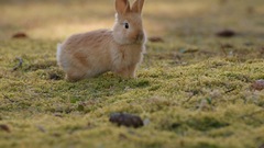 Animals rabbits depth of