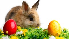 Animals rabbits Easter