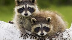 Animals raccoons