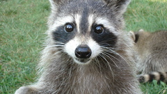 Animals raccoons