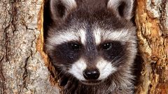 Animals raccoons