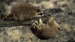 Animals raccoons