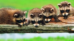 Animals raccoons