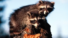 Animals raccoons baby animals