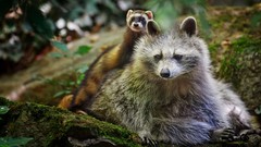 Animals raccoons ferrets