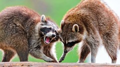 Animals racoon