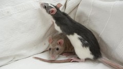 Animals Rats