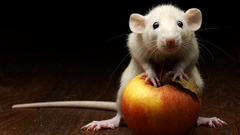 Animals Rats apples