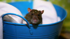Animals Rats bucket