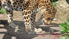 Animals Rats Leopards mice