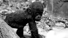 Animals reality monochrome monkeys