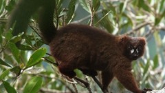 Animals red-bellied lemur primates