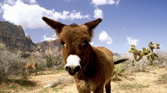 Animals red cactus rocks nevada Donkeys