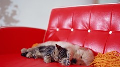 Animals red cats string Puppies Dogs sleeping Kittens Labradors 