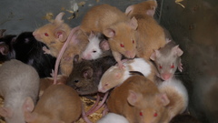 Animals red eyes cage