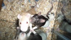 Animals red eyes cage bedding pets albino Rats